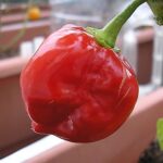 うなぎ食べまくり