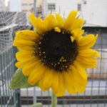 道後温泉への道（その2）