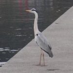 魚介のさばき方動画リンク