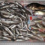 草津漁港で釣る！ part.20