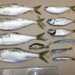 草津漁港で釣る！ part.27