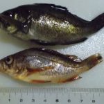 草津漁港で釣る！ part.26