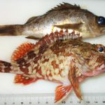 中工場緑地でメバル釣り 3