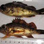 草津漁港で釣る！ part.24