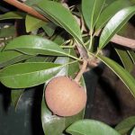 花みどり公園でネタを拾ってくるの巻 その2