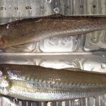 釣果 2010年上半期＋α 蔵出し