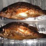 中工場緑地でメバル釣り 2