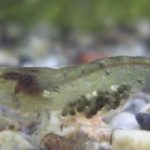 稚エビ発見 寝袋日記