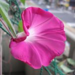 朝顔