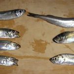 草津漁港で釣る！ part.18