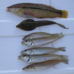 別荘で釣ったり飲んだり