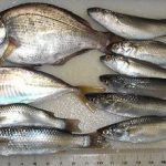 草津漁港で釣る！ part.11