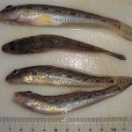 エビでハゼを釣るの巻 （太田川放水路）