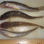 エビでハゼを釣るの巻 2