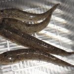 エビでハゼを釣るの巻 3
