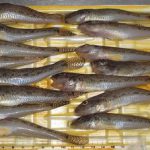 青虫でハゼを釣るの巻 3