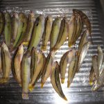 包ヶ浦で投げ釣り