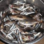 草津漁港で釣る！ part.12