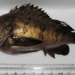 草津漁港で釣る！ part.23